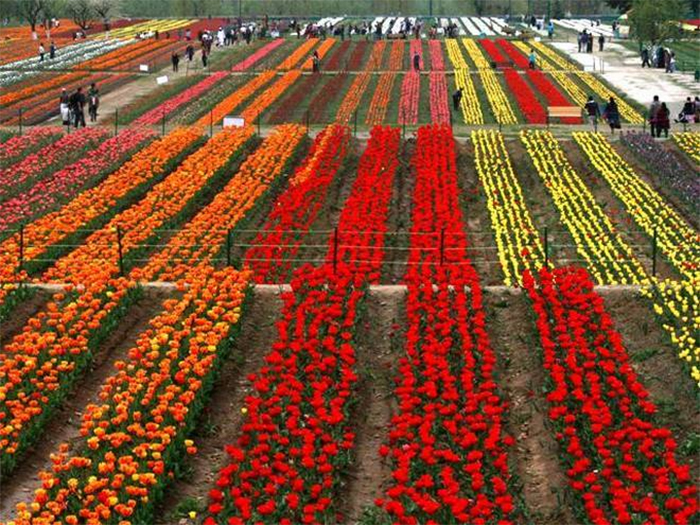 Đến thung lũng Kashmir, bạn có cơ hội chứng kiến thiên đường hoa Tulip lớn nhất châu Á
